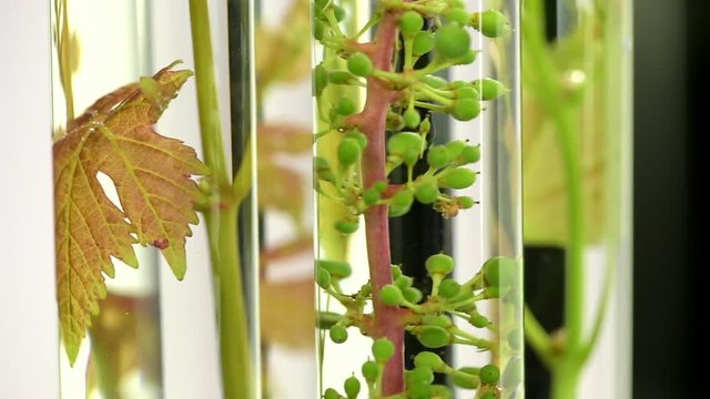 Oenology, young vine shoots in test tubes, Research Laboratory
