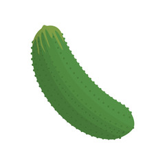 cucumber vegetable green food ingredient fitness vector illustration