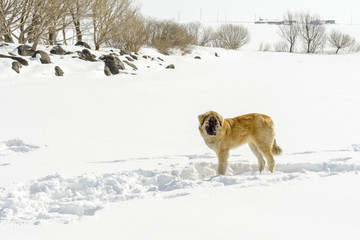 Kars'ta karlar üzerinde bir köpek