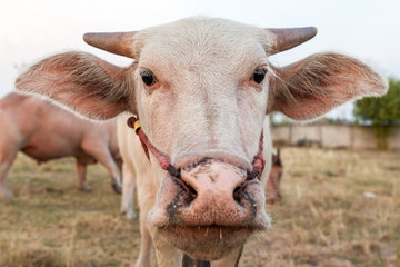 The albino buffalo