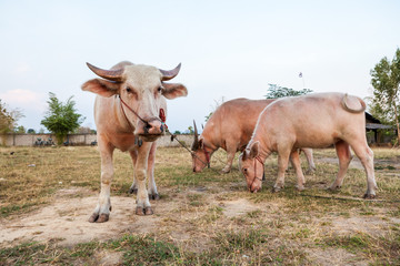 The albino buffalo