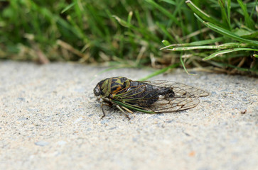 Green Cicada