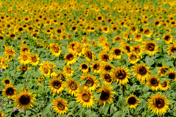 Field of ripe blooming sunflowers in Provence