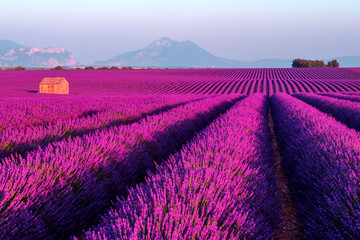 Fototapeta na wymiar Lavender field at sunset in Provence, France