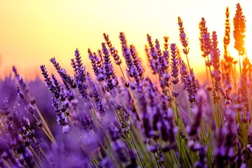Foto op Plexiglas Bloeiende lavendel in een veld bij zonsondergang in de Provence, Frankrijk © Anton Gvozdikov