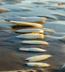 cuttlebones of cuttlefish lined along the shore