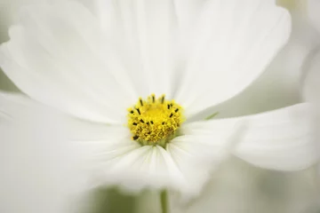 Foto auf Acrylglas Blume © dejongarendina