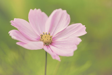 Fototapeta premium flower