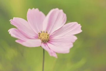 Selbstklebende Fototapeten Blume © dejongarendina