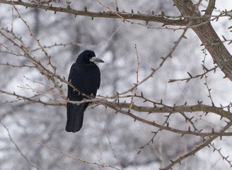 black raven sitting on branch of tree at winter