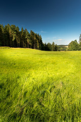 Green meadow with long grass