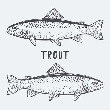 trout fish vector illustrtion