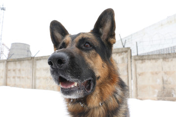 German shepherd dog is guarding an important object in winter