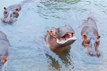 Nilpferde im See 