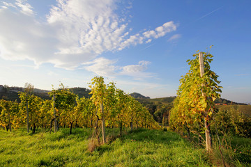 Rebstöcke in der Südsteiermark