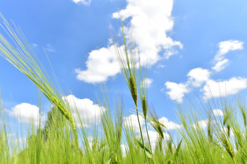 Green wheat field in the summer
