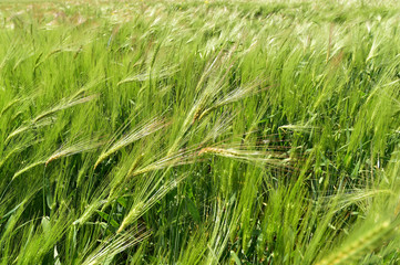Green wheat field in the summer
