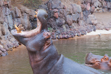 Nilpferde im See 