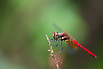 赤とんぼ © fuujin