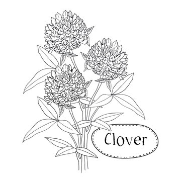 Clover or trefoil flower medicinal herbs isolated on white background. Vector planimetric illustration
