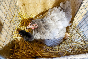 Chicken with chicks in the nest