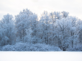 Toned image of trees standing in a row and covered with frost on the background of the cloudy sky
