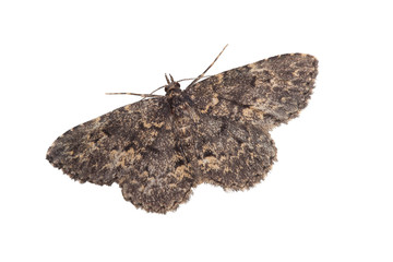 moth isolated on white