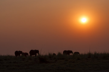 Fototapeta na wymiar Silhoette of a herd of elepanhts at sunset in the Chobe National Park in Botswana; Concept for travel safari and travel in Africa