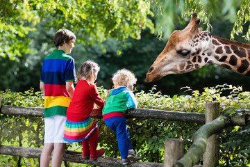 Kids feeding giraffe at the zoo