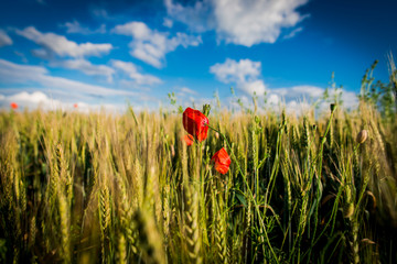 red wild flowers