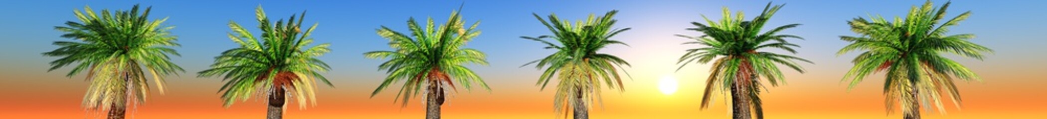 a row of palm trees at sunset. panorama. banner.