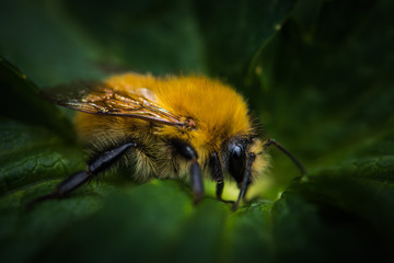 Abeille