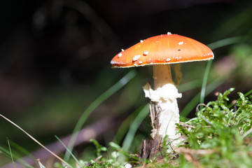 inedible mushroom in the grass closeup. Amanita