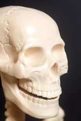 Human skeleton