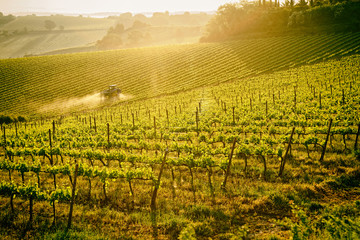 Tuscan vineyard at sunrise, toned image