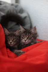 Funny Maine coon blue cats sitting on a red sofa