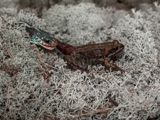 Lonely frog lies on a white moss while her foot in the mouth hungry snake on blurred background
