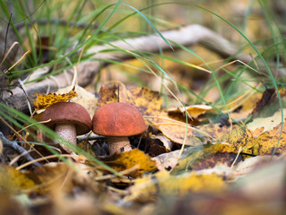 Two orange-cap boletus standing on fallen autumn leaves against blurred woods