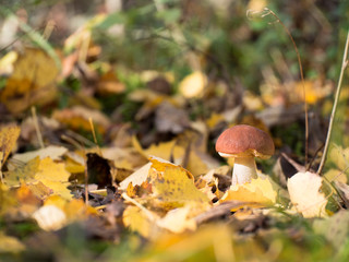 Single orange-cap boletus standing on fallen autumn leaves against a blurred woods
