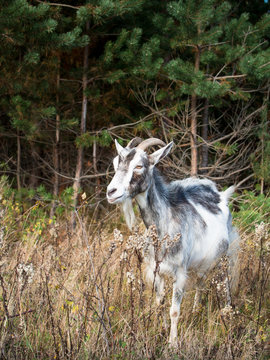 Image of domestic goat close up on a background of grass and trees