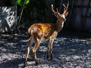 spotted deer in the shelter
