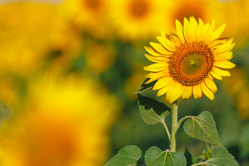 Sunflower field Background on sunset with selective focus