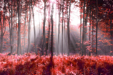 Obrazy na Szkle  Abstrakcja w czerwonym lesie