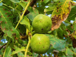 Immature walnuts on walnut tree in garden