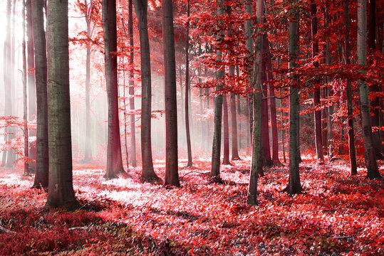 Red forest abstraction