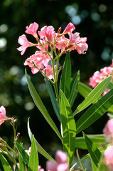 Oleander