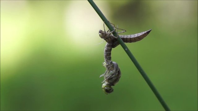 Young dragonfly turns around
