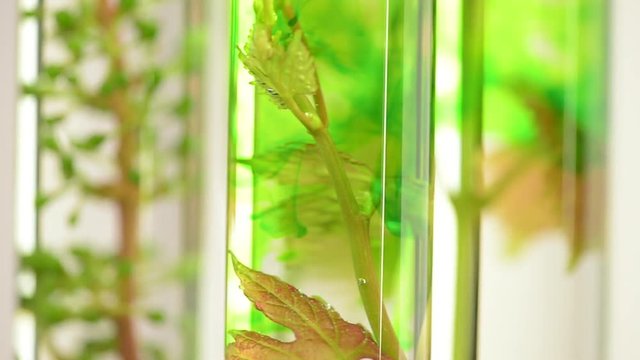 Oenology, young vine shoots in test tubes, Research Laboratory