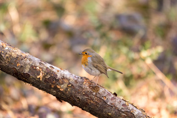 Petirrojo, Erithacus rubecula