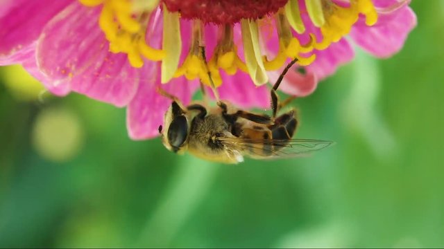 the fly like a bee collects nectar from a flower. upside down